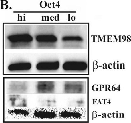 FAT4 Antibody - BSA Free