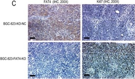 FAT4 Antibody [FITC]