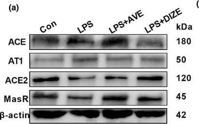 Mas Antibody - BSA Free