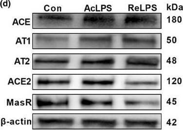 Mas Antibody - BSA Free