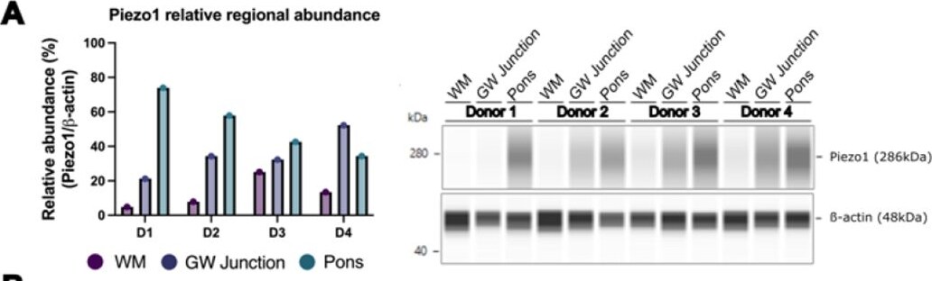 PIEZO1 Antibody - BSA Free