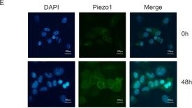 PIEZO1 Antibody - BSA Free