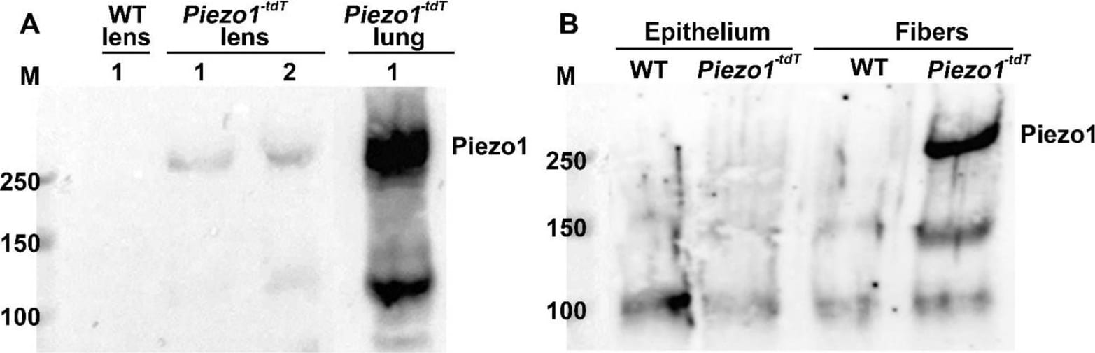 PIEZO1 Antibody - BSA Free