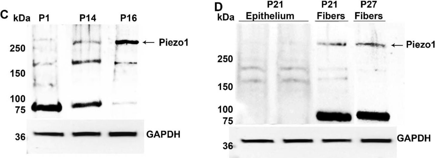 PIEZO1 Antibody - BSA Free