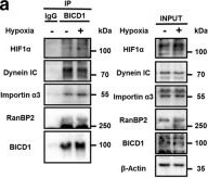 BICD1 Antibody