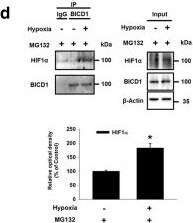 BICD1 Antibody