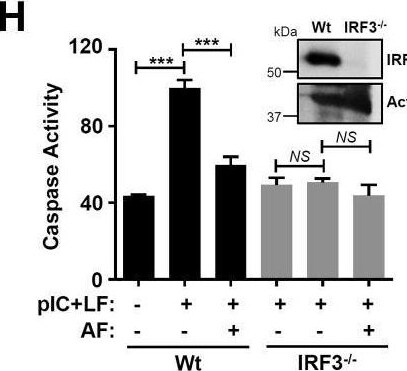 IRF3 Antibody - BSA Free