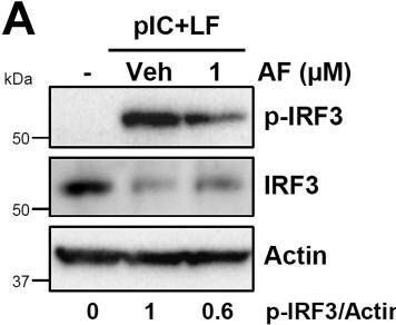 IRF3 Antibody - BSA Free