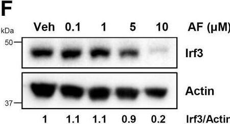 IRF3 Antibody - BSA Free