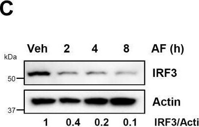 IRF3 Antibody - BSA Free