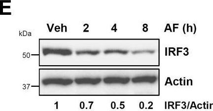 IRF3 Antibody - BSA Free
