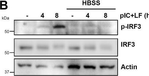 IRF3 Antibody - BSA Free