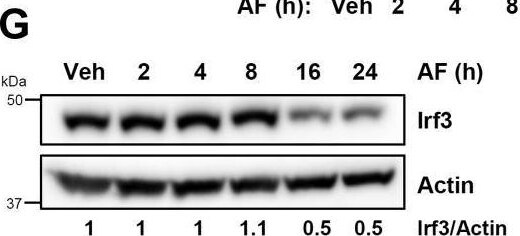 IRF3 Antibody - BSA Free