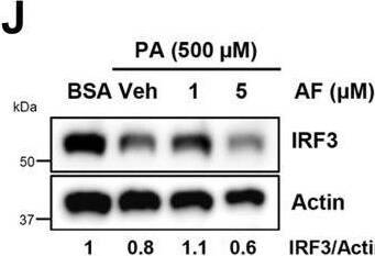 IRF3 Antibody - BSA Free