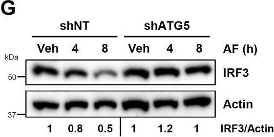 IRF3 Antibody - BSA Free