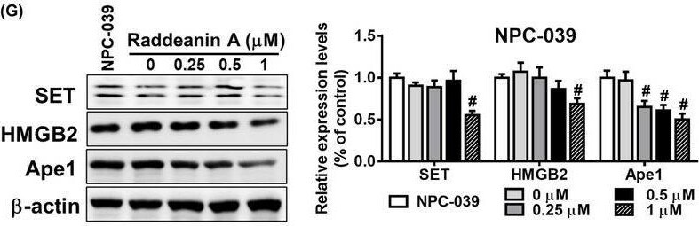 SET Antibody - BSA Free