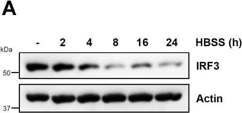 IRF3 Antibody - BSA Free