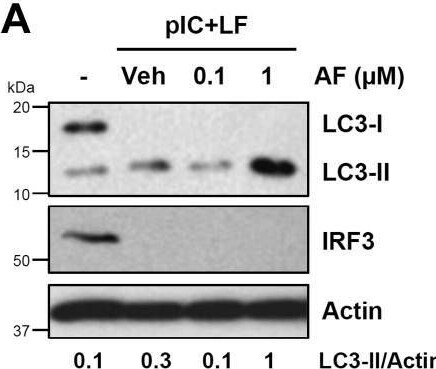 IRF3 Antibody - BSA Free