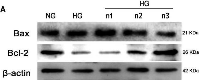 ASC/TMS1 Antibody - BSA Free