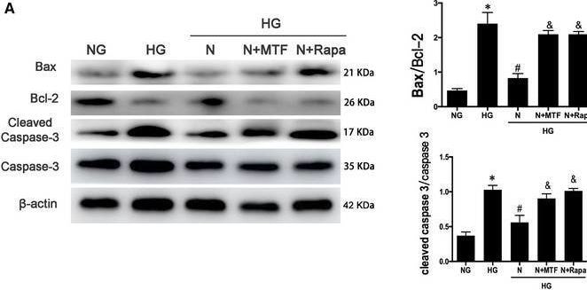 ASC/TMS1 Antibody - BSA Free