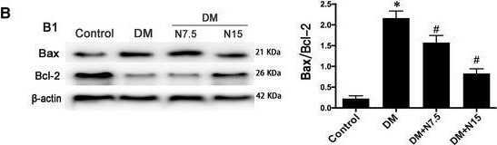 ASC/TMS1 Antibody - BSA Free