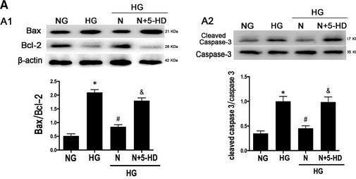 ASC/TMS1 Antibody - BSA Free