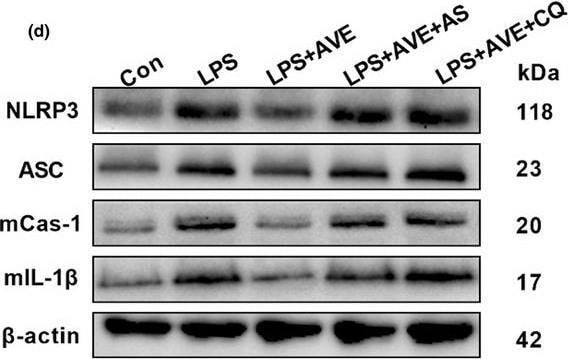 ASC/TMS1 Antibody - BSA Free