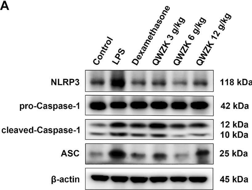 ASC/TMS1 Antibody - BSA Free