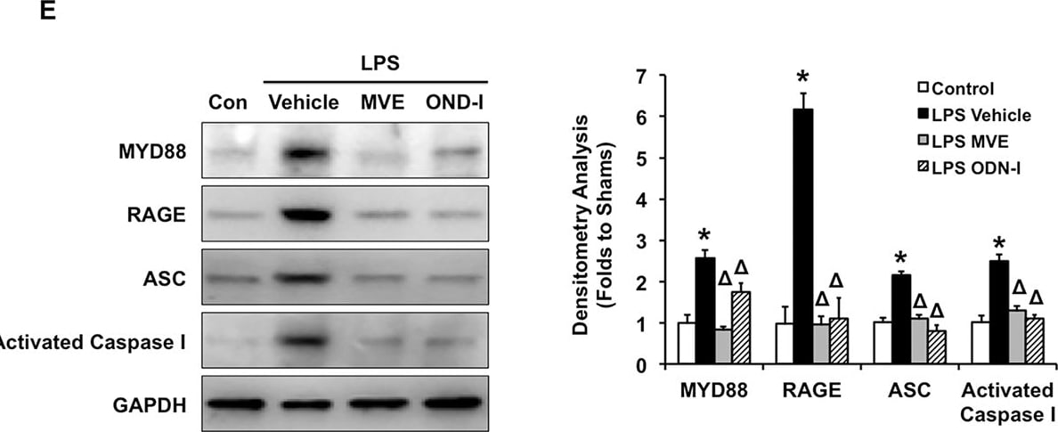 ASC/TMS1 Antibody - BSA Free
