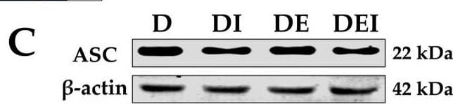 ASC/TMS1 Antibody - BSA Free