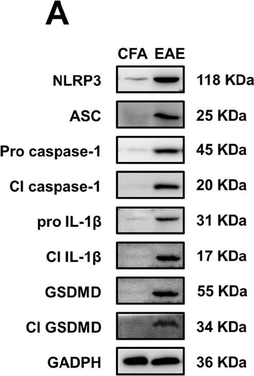 ASC/TMS1 Antibody - BSA Free