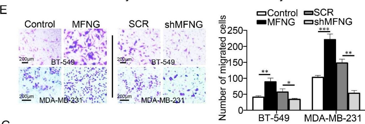 MFNG Antibody - BSA Free