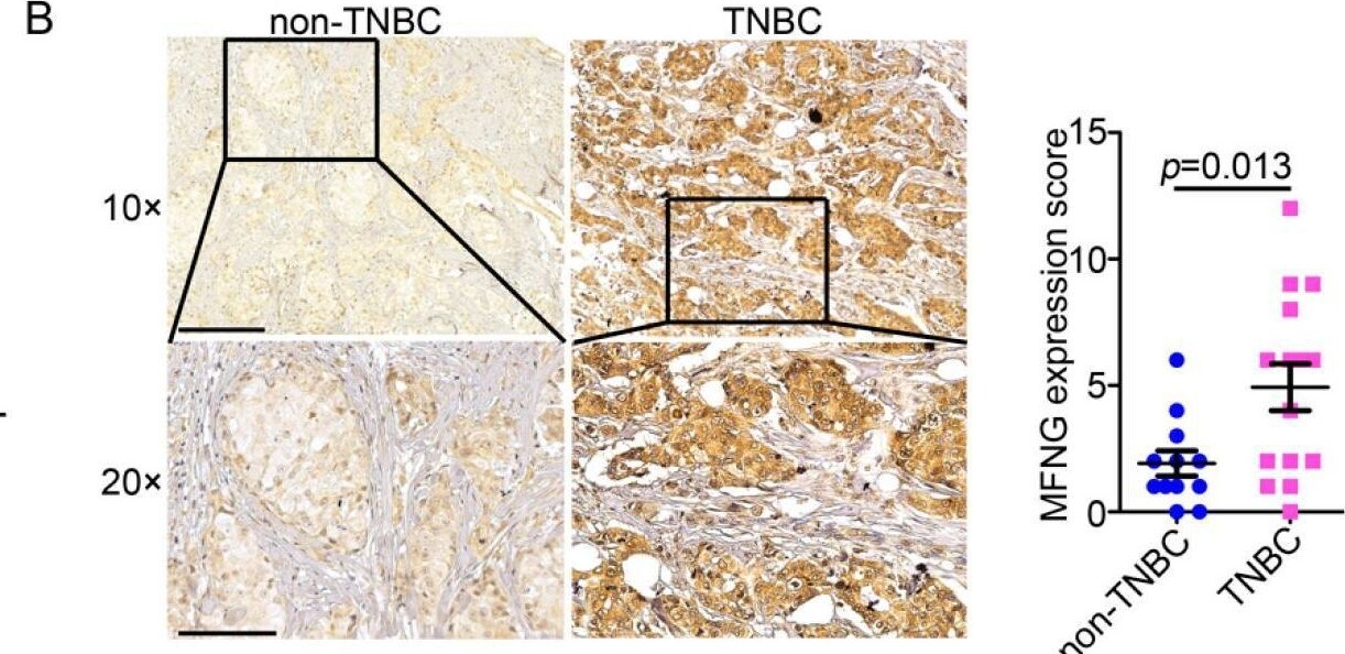MFNG Antibody - BSA Free