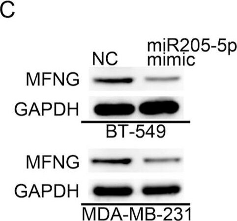 MFNG Antibody - BSA Free