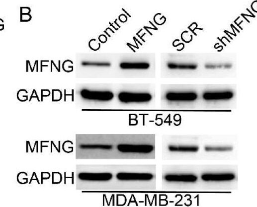 MFNG Antibody - BSA Free