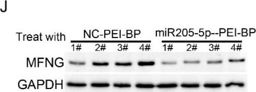 MFNG Antibody - BSA Free