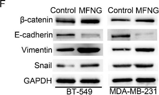 MFNG Antibody - BSA Free