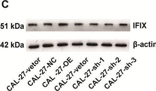 PYHIN1 Antibody - BSA Free