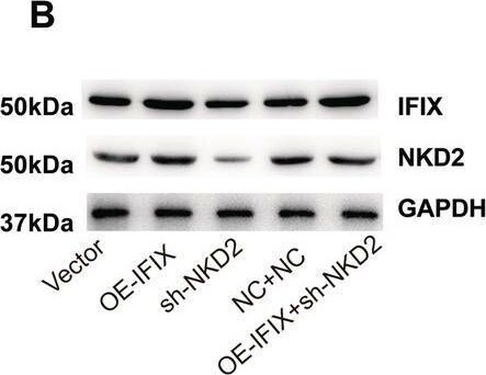 PYHIN1 Antibody - BSA Free
