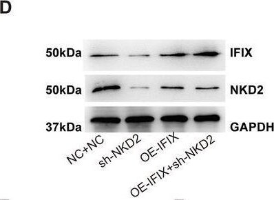 PYHIN1 Antibody - BSA Free