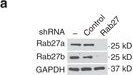 RAB27B Antibody