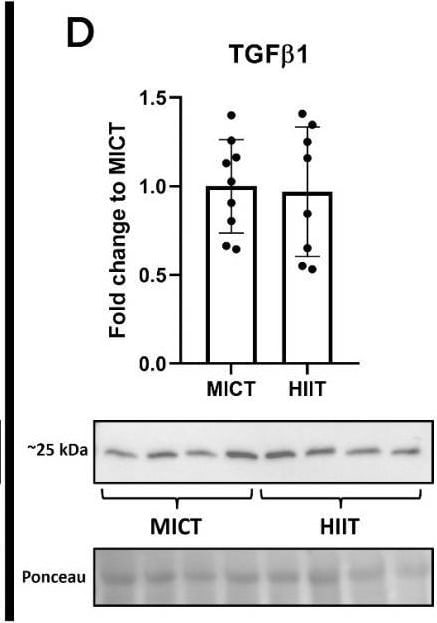 TGF-beta 1 Antibody - BSA Free