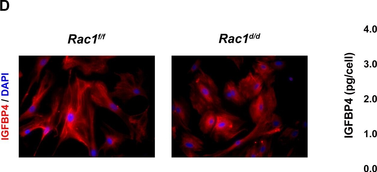 IGFBP-4 Antibody - BSA Free