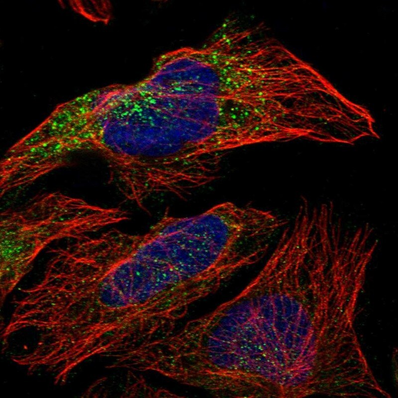 Sec8 Antibody Immunocytochemistry/ Immunofluorescence: Sec8 Antibody [NBP1-83944]