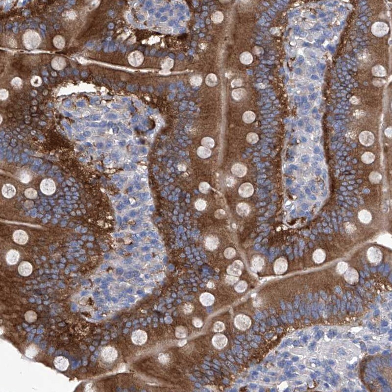 Aminopeptidase P1/XPNPEP1 Antibody - BSA Free Immunohistochemistry-Paraffin: Aminopeptidase P1/XPNPEP1 Antibody [NBP1-80613]