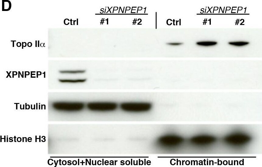 Aminopeptidase P1/XPNPEP1 Antibody - BSA Free