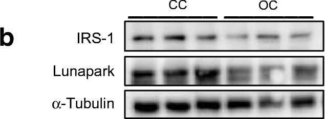 Lunapark Antibody - BSA Free