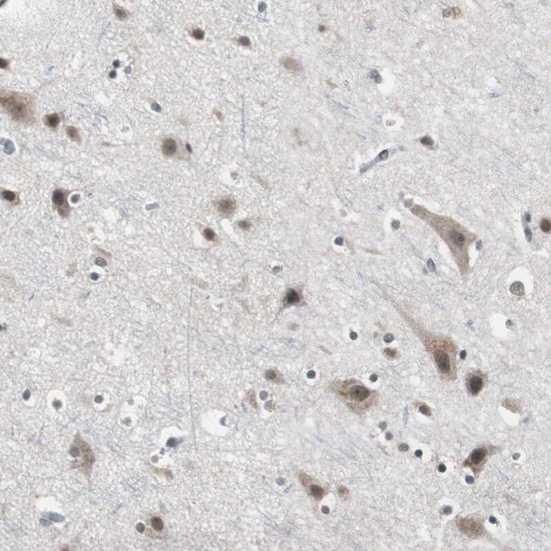 TAF7 Antibody - BSA Free Immunohistochemistry-Paraffin: TAF7 Antibody [NBP1-80704]