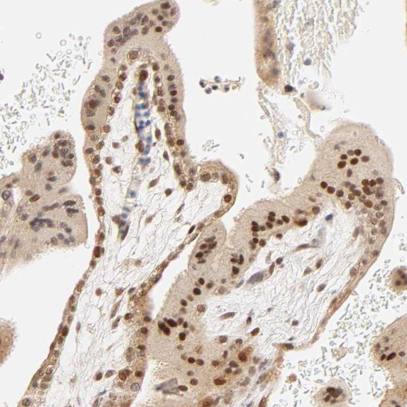 TAF10 Antibody - BSA Free Immunohistochemistry-Paraffin: TAF10 Antibody [NBP1-80706]