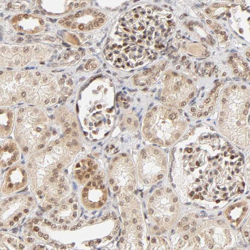 TAF10 Antibody - BSA Free Immunohistochemistry-Paraffin: TAF10 Antibody [NBP1-80706]